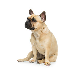 Image showing Beautiful french bulldog dog