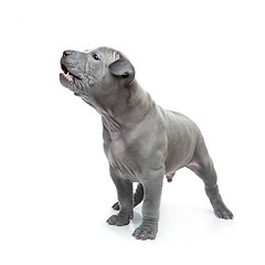 Image showing Thai ridgeback puppy isolated on white