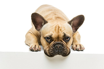 Image showing Beautiful french bulldog dog