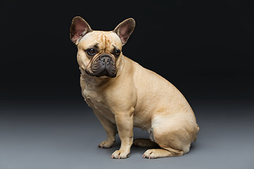 Image showing Beautiful french bulldog dog