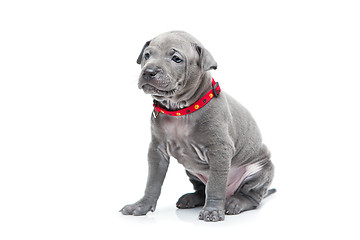 Image showing Thai ridgeback puppy isolated on white