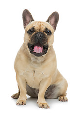 Image showing Beautiful french bulldog dog