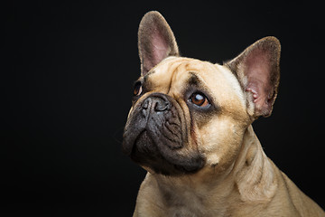 Image showing Beautiful french bulldog dog