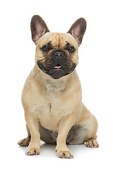 Image showing Beautiful french bulldog dog