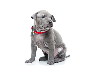 Image showing Thai ridgeback puppy isolated on white