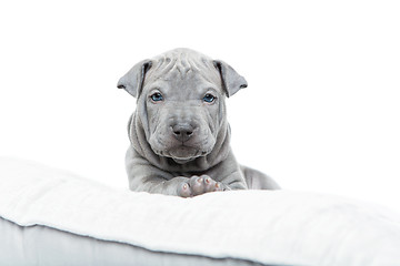 Image showing Thai ridgeback puppy isolated on white