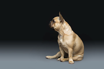 Image showing Beautiful french bulldog dog