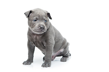 Image showing Thai ridgeback puppy isolated on white