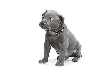 Image showing Thai ridgeback puppy isolated on white