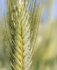 Image showing Field with cereal