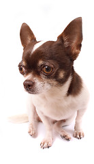 Image showing chihuahua