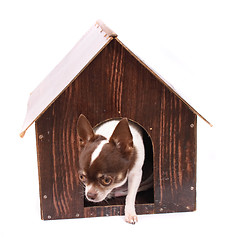 Image showing chihuahua and her home