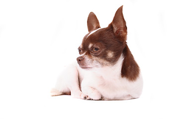 Image showing chihuahua