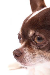 Image showing chihuahua