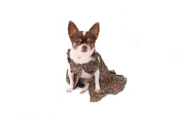 Image showing chihuahua and clothes