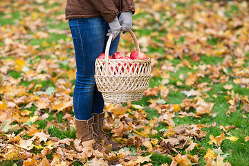 Image showing woman with basket of apples at autumn garden