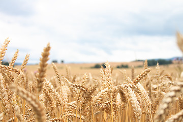 Image showing golden corn