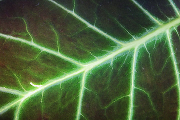 Image showing leaf texture