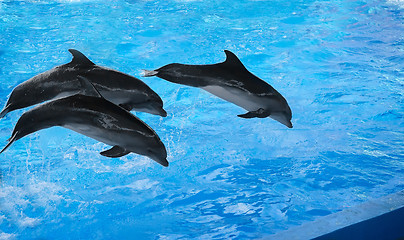 Image showing The performance of the dolphins in dolphinariums.