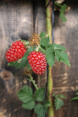 Image showing raspberry