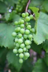 Image showing grapes