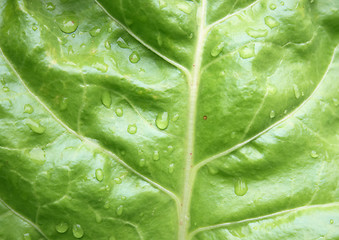 Image showing leaf texture