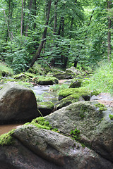 Image showing czech forest
