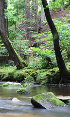 Image showing czech forest