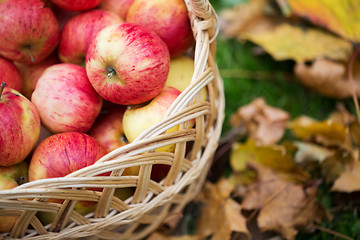 Image showing wicker basket of ripe red apples at autumn garden