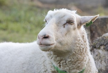 Image showing Sheep