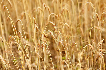 Image showing cereal field with spikelets of ripe rye or wheat