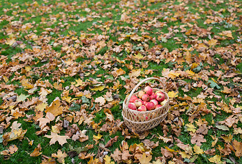 Image showing wicker basket of ripe red apples at autumn garden