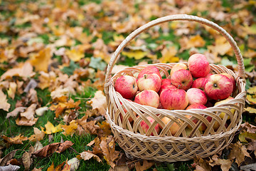 Image showing wicker basket of ripe red apples at autumn garden