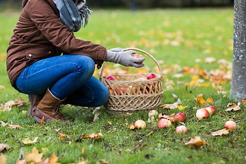 Image showing woman with basket picking apples at autumn garden