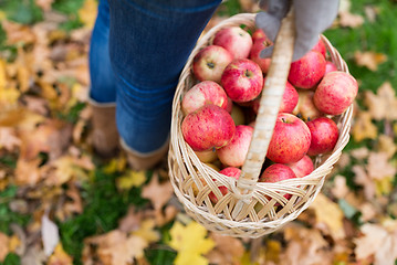 Image showing woman with basket of apples at autumn garden