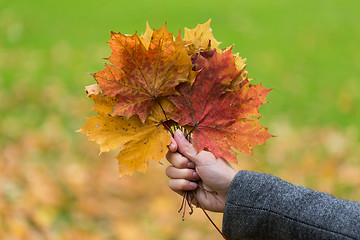 Image showing close up of woman hands with autumn maple leaves