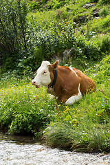 Image showing Cows in the Salzburg County, Austria