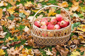 Image showing wicker basket of ripe red apples at autumn garden
