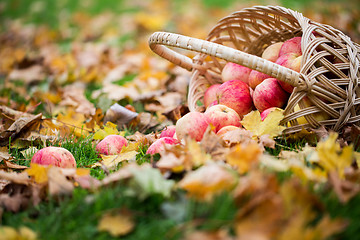 Image showing wicker basket of ripe red apples at autumn garden