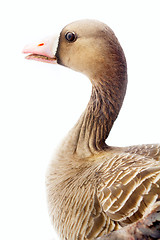 Image showing Portrait of white-fronted goose on white background. 