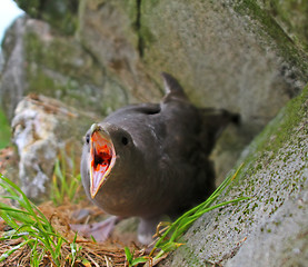 Image showing Protecting nest and self-defense. Fulmar spits smelly caustic orange blubber in eyes of predator.