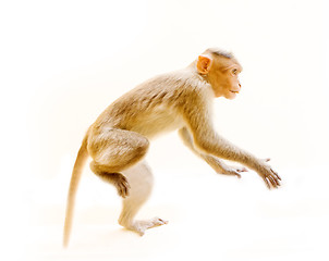 Image showing one animal, a young monkey 