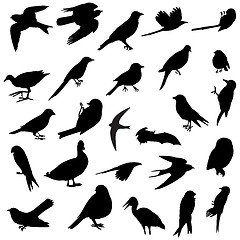 Image showing Birds silhouettes