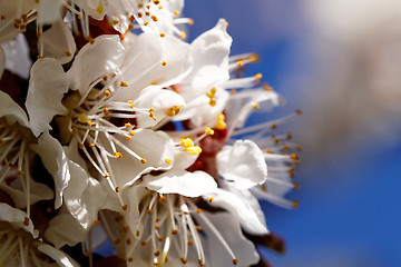 Image showing Blossom