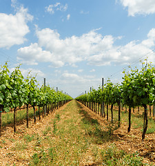 Image showing Tokay grapes