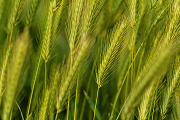 Image showing Green grain