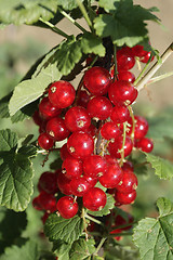 Image showing Red currant