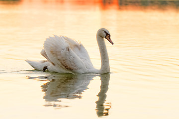 Image showing Lonely swan