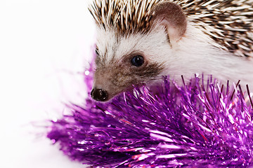 Image showing A cute little hedgehog - ( African white- bellied hedgehog )