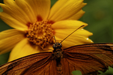 Image showing Orange butterfly